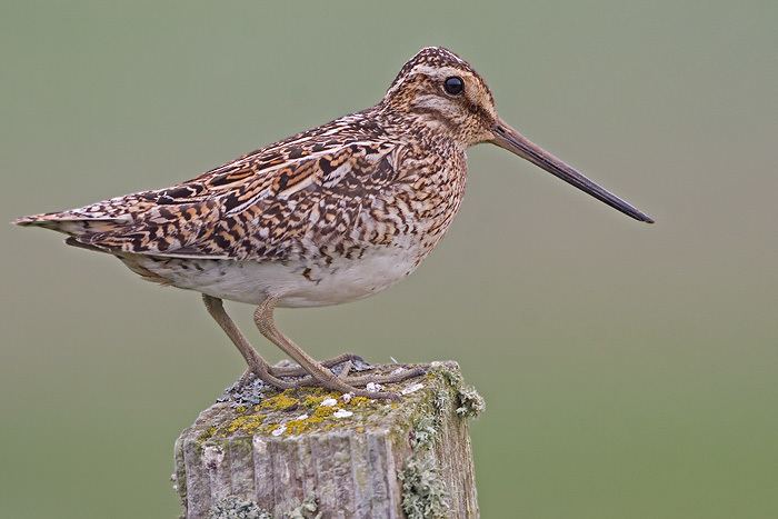 Common snipe Common Snipe Gallinago gallinago Nature Notes