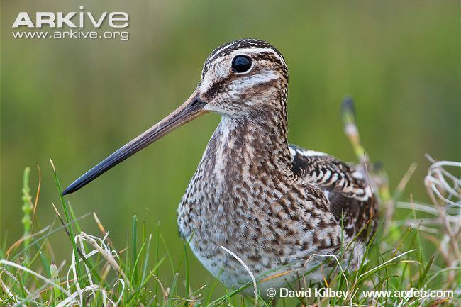 Common snipe Common snipe videos photos and facts Gallinago gallinago ARKive