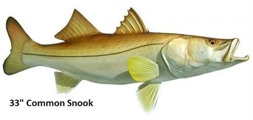 Common snook 33quot Common Snook