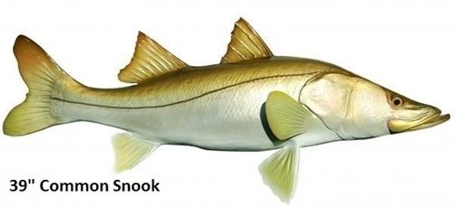 Common snook 39quot Common Snook