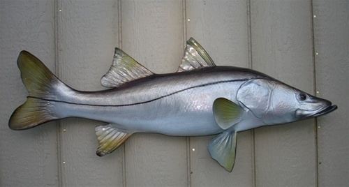 Common snook Common Snook Fish Mount Two Sided Wall Mount Fish Replica 39 Inches