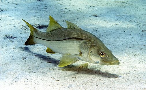 Common snook Common snook