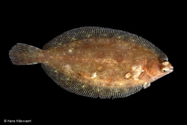 Common sole Sole Species Britishseafishingcouk