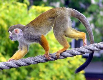 Common squirrel monkey Common Squirrel Monkey The Animal Files