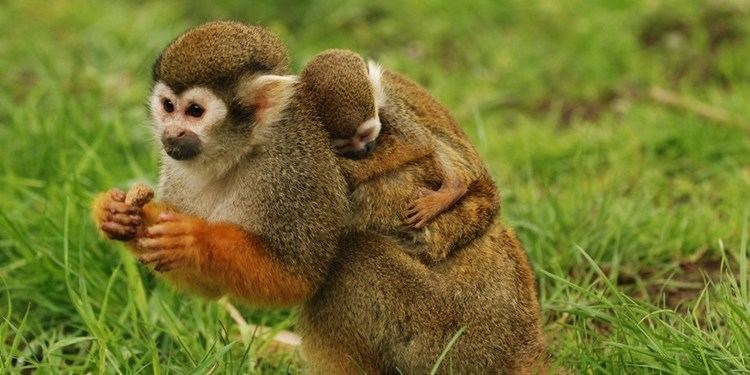 Common squirrel monkey Common Squirrel