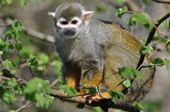 Common squirrel monkey Common Squirrel Monkey The Animal Files