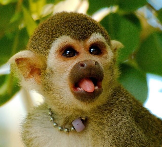 Common squirrel monkey Common Squirrel Monkey Saimiri sciureus21 Flickr Photo