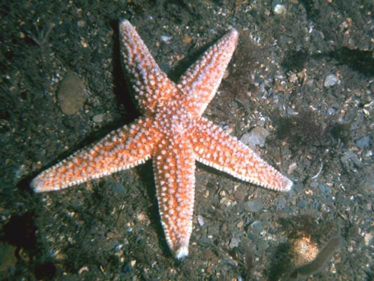 Common starfish wwwmarlinacukassetsimagesmarlinspeciesweb