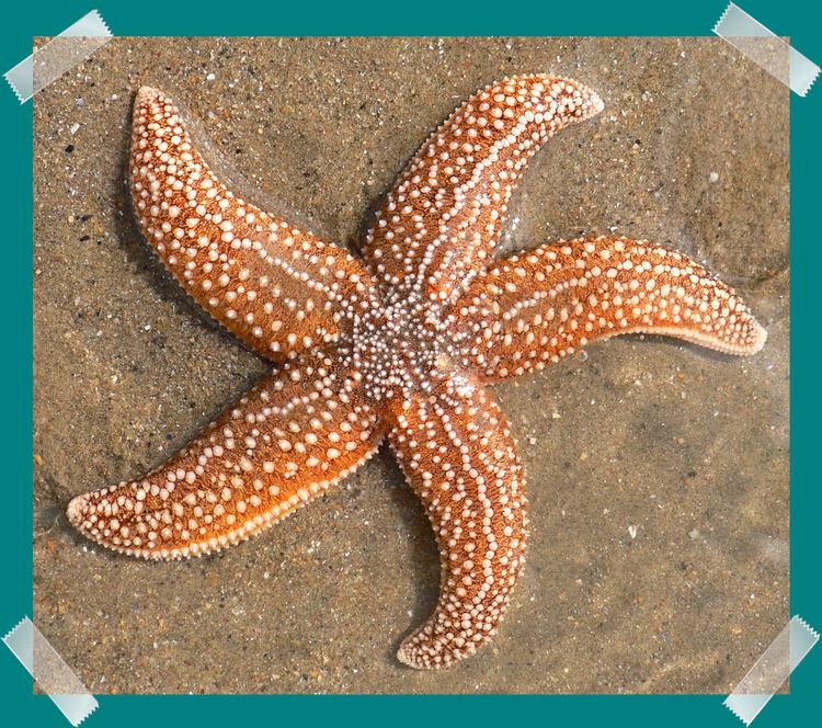 Common starfish Common Starfish Jessica39s Nature Blog