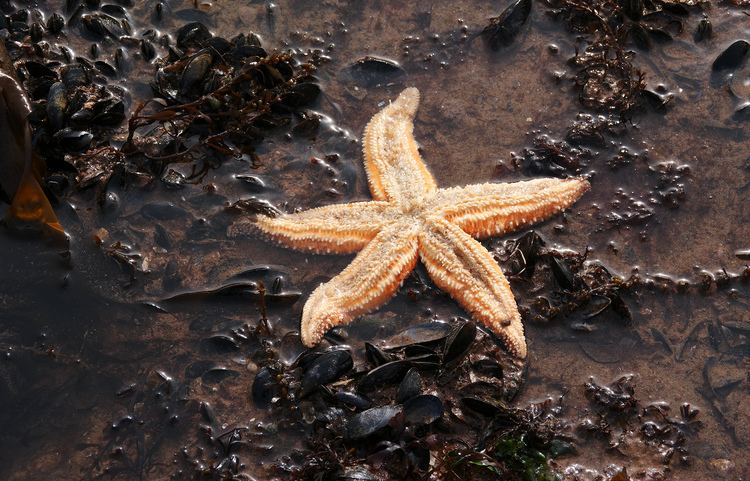 Common starfish FileCommon starfish torbayjpg Wikimedia Commons