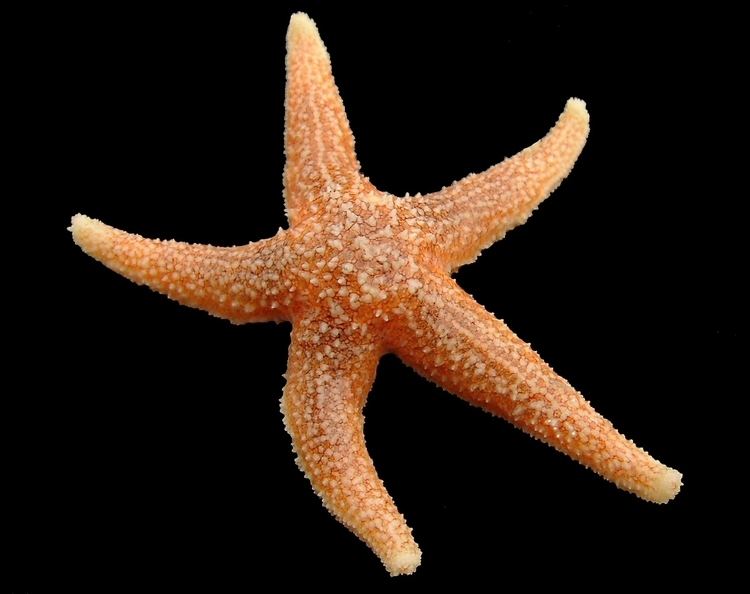 Common starfish Common starfish Wikipedia