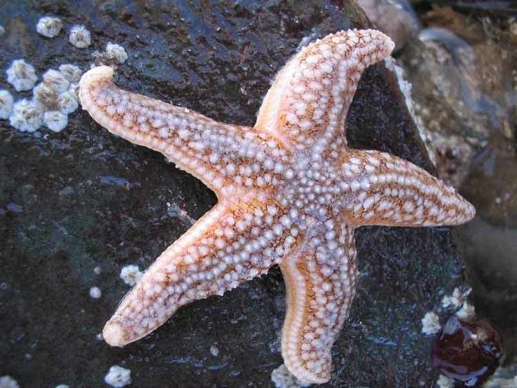 Common starfish MarLIN The Marine Life Information Network Common starfish