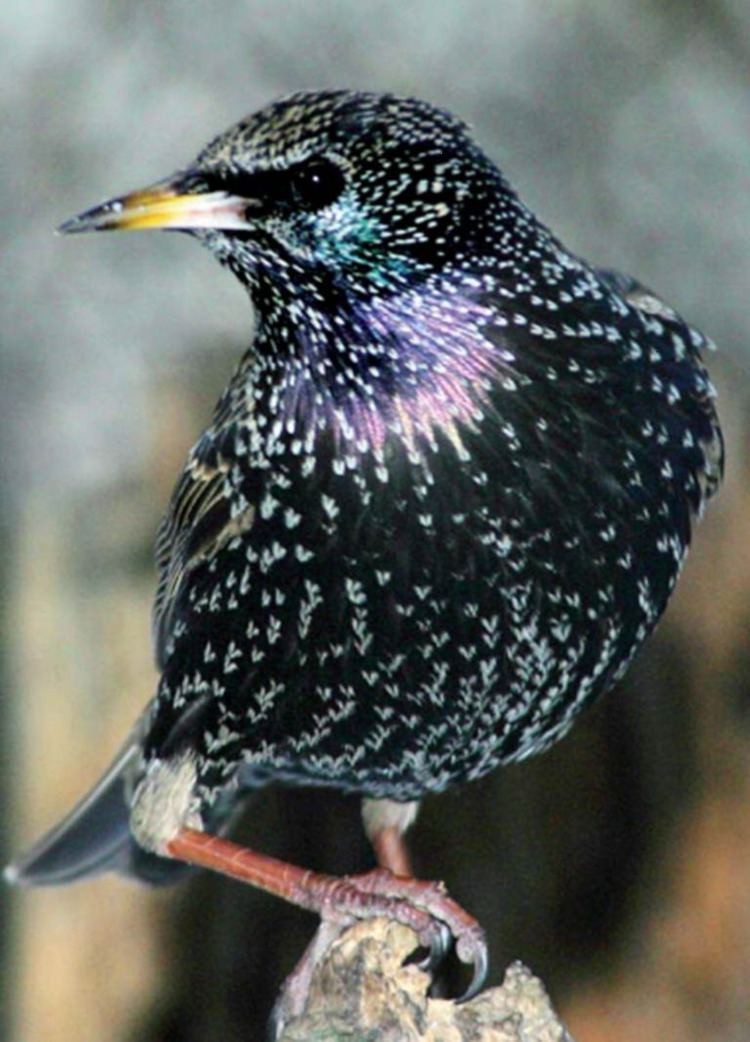 Common starling Common starling Department of Agriculture and Food