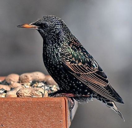 Common starling European Starling Identification All About Birds Cornell Lab of