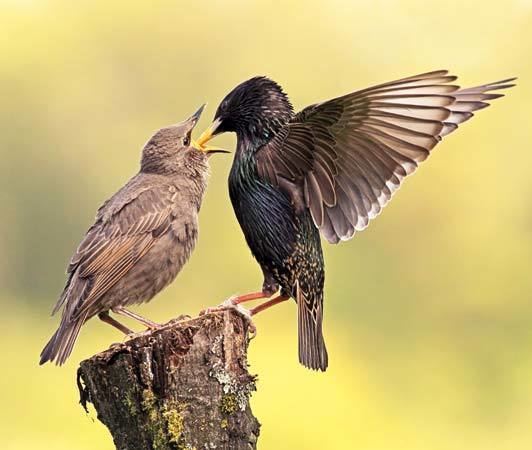 Common starling common starling bird Britannicacom