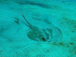 Common stingray Common stingray Wikipedia