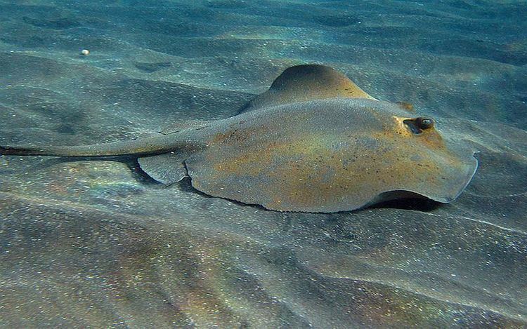 Common stingray Common Stingray quotOCEAN TREASURESquot Memorial Library