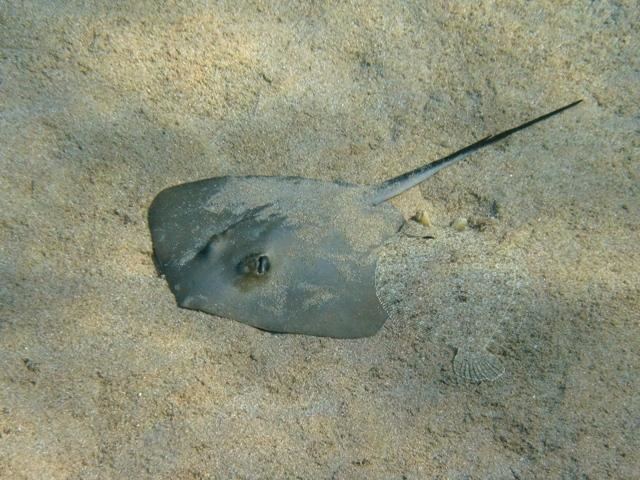 Common stingray httpsuploadwikimediaorgwikipediacommonsff