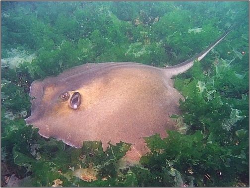 Common stingray Common stingray Wikipedia