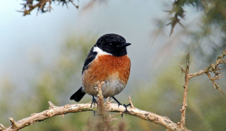 Common stonechat Stonechats complex or misunderstood Ray Cannon39s nature notes
