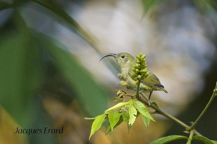 Common sunbird-asity Common Sunbirdasity Neodrepanis coruscans videos photos and