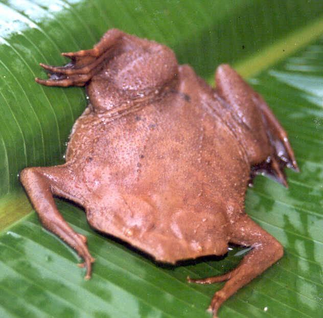 Common Suriname toad httpsuploadwikimediaorgwikipediacommonsaa