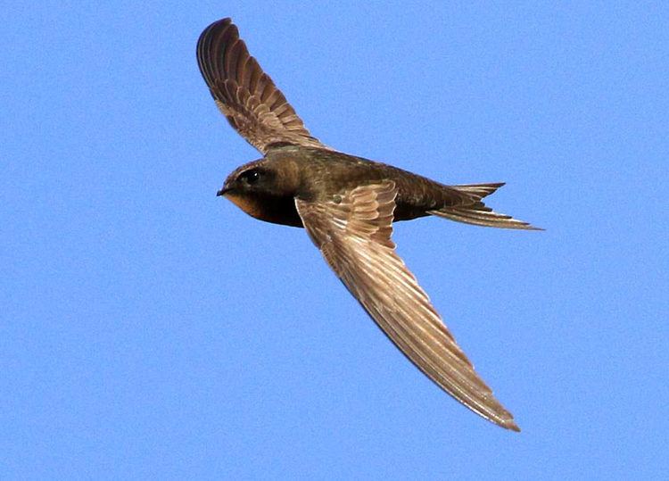 Common swift Common Swifts Can Stay Ten Months in Air without Landing Claim