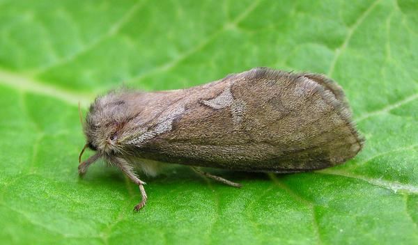 Common swift (moth) - Alchetron, The Free Social Encyclopedia