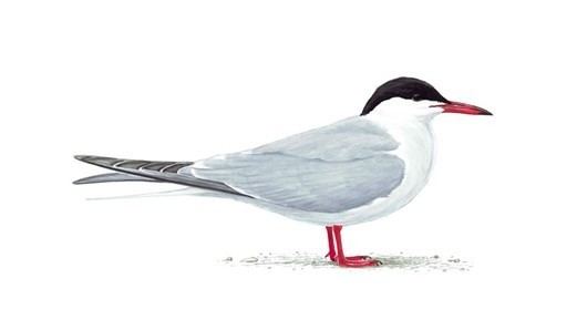 Common tern The RSPB Common tern