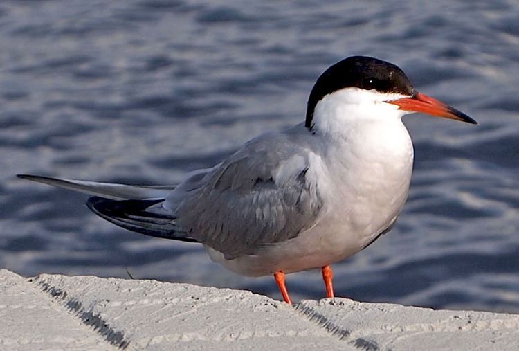 Common tern Army Corps tries to lure common terns back to the nest Michigan Radio