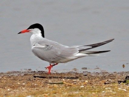 Common tern Common Tern Identification All About Birds Cornell Lab of