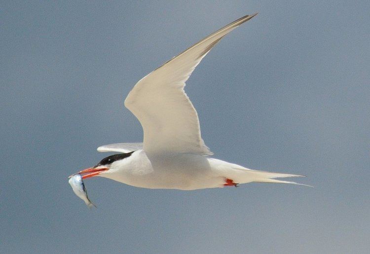 Common tern Common tern Wikipedia