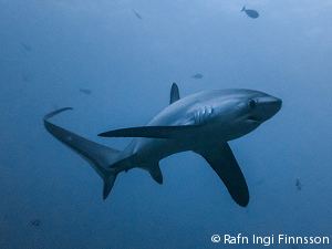 Common thresher Common Thresher Shark DCNA