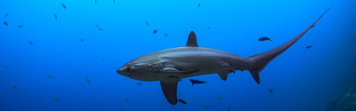 Common thresher Common Thresher Shark World Land Trust