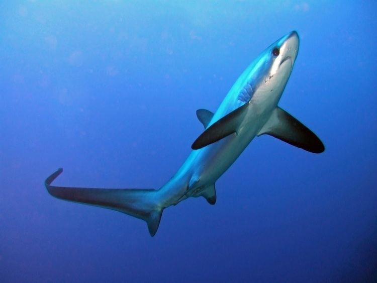 Common thresher Common Thresher Shark take a bite out of your research