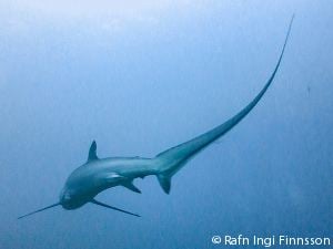 Common thresher Common Thresher Shark DCNA