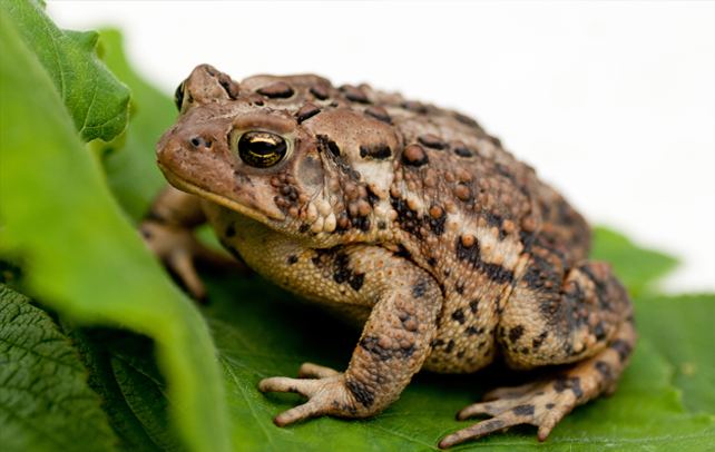Common toad Interesting amp Fun Facts About Common Toad