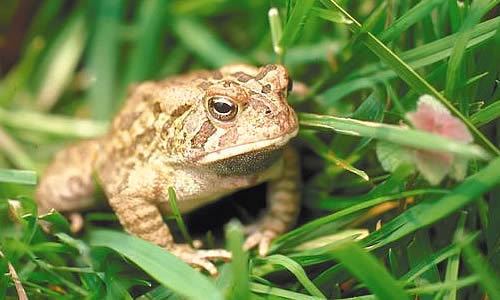 Common toad Common Toad Facts Information amp Pictures