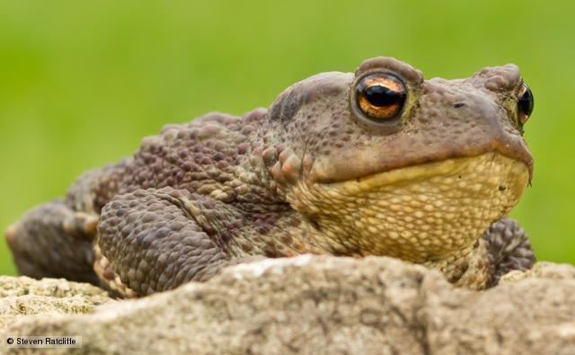 Common toad BBC Nature Common toad videos news and facts