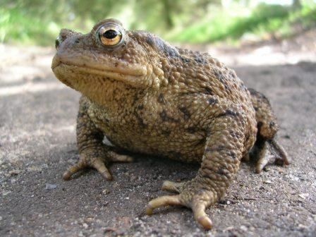 Common toad freshwaterhabitatsorgukwpcontentuploads2013
