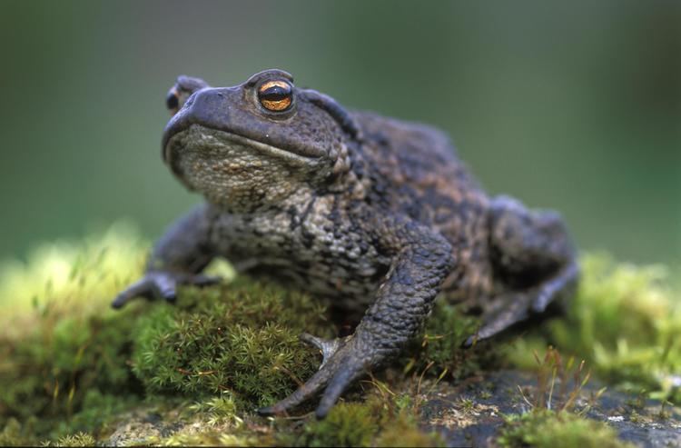 Common toad Wild Scotland wildlife and adventure tourism Fish Reptiles and