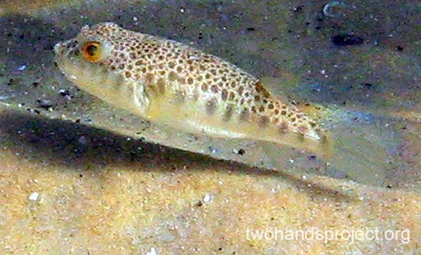Common toadfish Common Toadfish Tetractenos hamiltoni