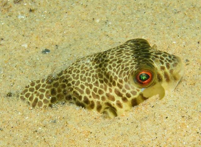Smooth toadfish - Wikipedia
