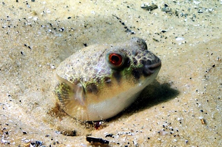 Common toadfish Tetractenos hamiltoni