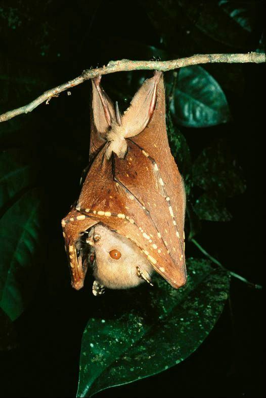 Common tube-nosed fruit bat httpssmediacacheak0pinimgcom564x36b65f