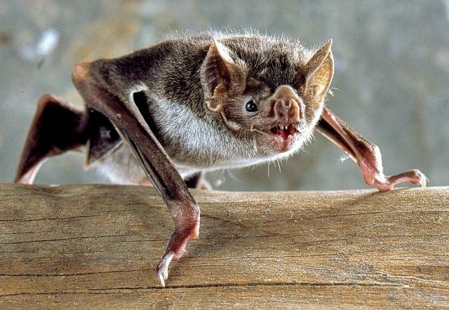 Common vampire bat Vampire Bat Facts Questions And Answers Fun Facts You Need to Know