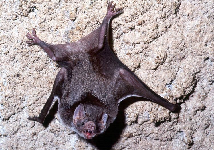 Common vampire bat Desmodus rotundus Common vampire bat c h i r o p t e r a