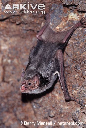 Common vampire bat Common vampire bat photo Desmodus rotundus G16721 ARKive