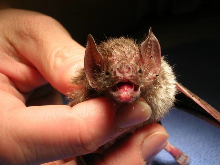 Common vampire bat Common Vampire bat ZooChat