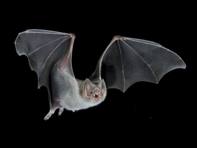 Common vampire bat How vampires evolved to live on blood alone New Scientist